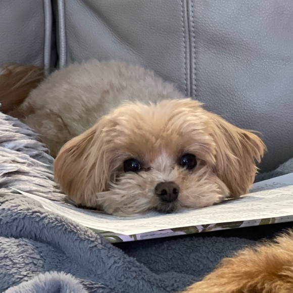 Meet your Posher, Annalee - Picture 1 of 1